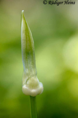 Allium paradoxum (Wunder-Lauch), 3.4.2017