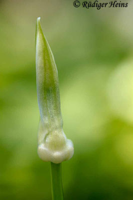 Allium paradoxum (Wunder-Lauch), 3.4.2017