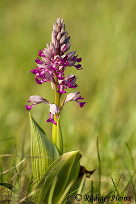Orchis militaris (Helm-Knabenkraut), 31.5.2014