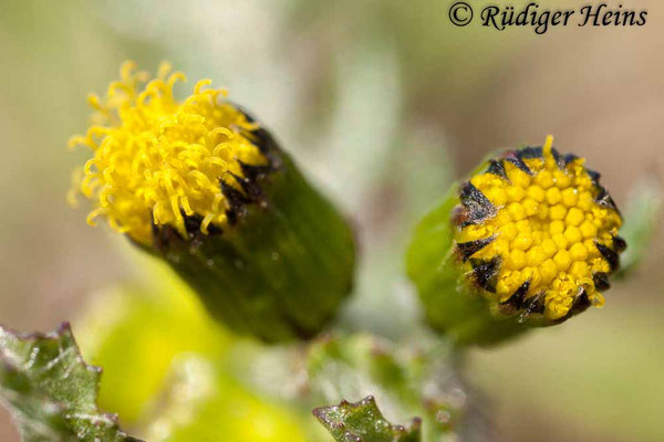 Senecio vulgaris (Gewöhnliches Greiskraut), 22.3.2020