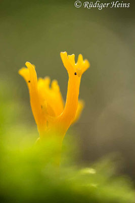 Calocera viscosa (Klebriger Hörnling), 16.10.2019