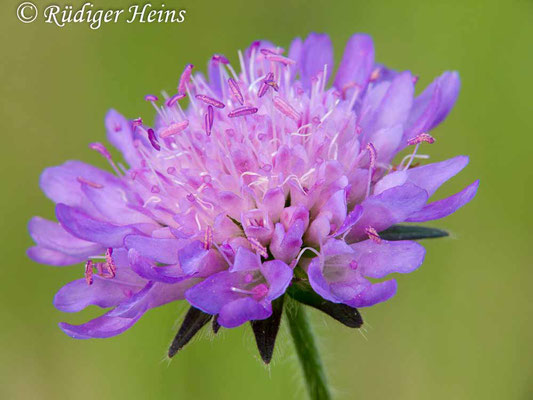 Knautia arvensis (Acker-Witwenblume), 4.9.2011