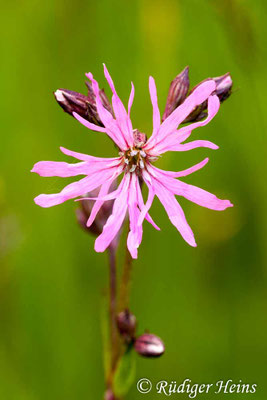 Lychnis flos-cuculi, Kuckucks-Lichtnelke