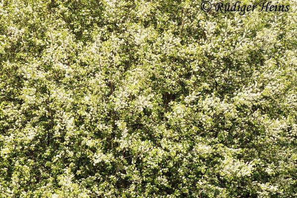 Prunus padus (Gewöhnliche Traubenkirsche)