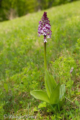 Orchis purpurea (Purpur-Knabenkraut), 23.4.2014