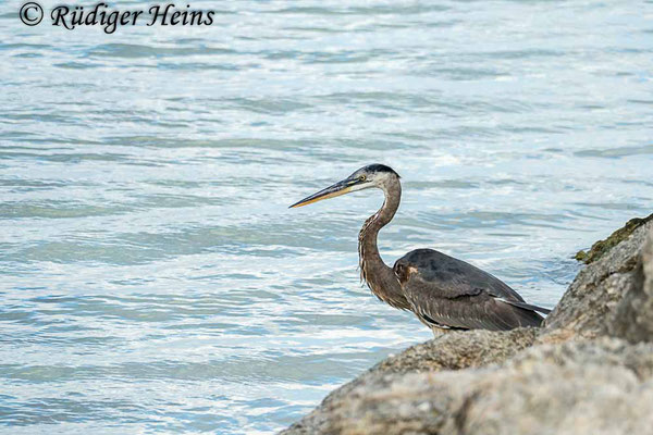 Kanadareiher (Ardea herodias), 1.12.2023 - Panasonic DMC-FZ 1000