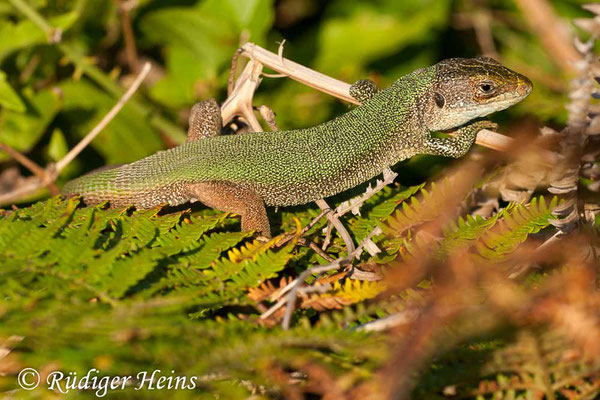Lacerta trilineata (Riesen-Smaragdeidechse)
