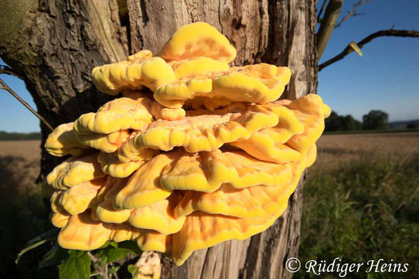 Laetiporus sulphureus (Gemeiner Schwefelporling), 23.8.2017