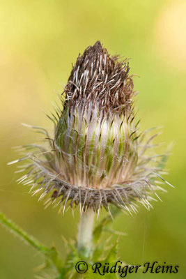 Cirsium vulgare (Gewöhnliche Kratzdistel), 19.9.2009