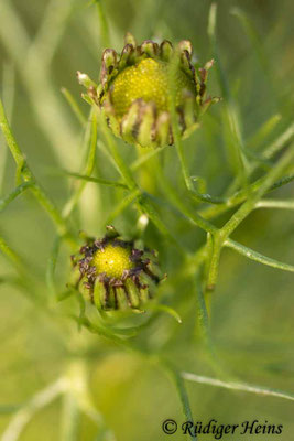 Tripleurospermum inodorum (Geruchlose Kamille)
