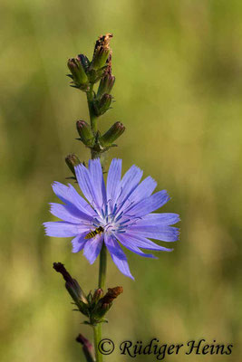 Cichorium intybus (Gemeine Wegwarte), 24.7.2018