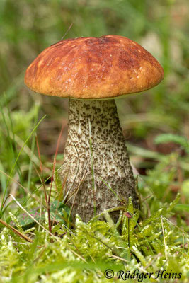 Leccinum versipelle (Heide-Rotkappe), 22.7.2012