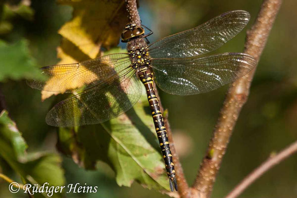 Aeshna subarctica, Hochmoor-Mosaikjungfer, Weibchen