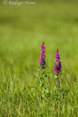 Lythrum salicaria (Gewöhnlicher Blutweiderich), 17.8.2016