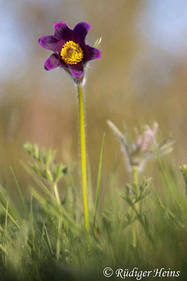 Pulsatilla vulgaris (Gewöhnliche Küchenschelle), 13.5.2023