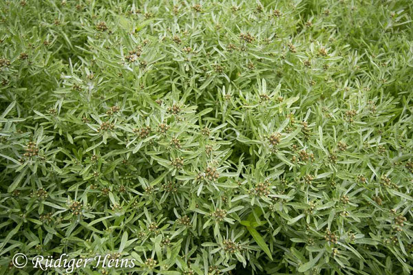 Gnaphalium uliginosum (Sumpf-Ruhrkraut)