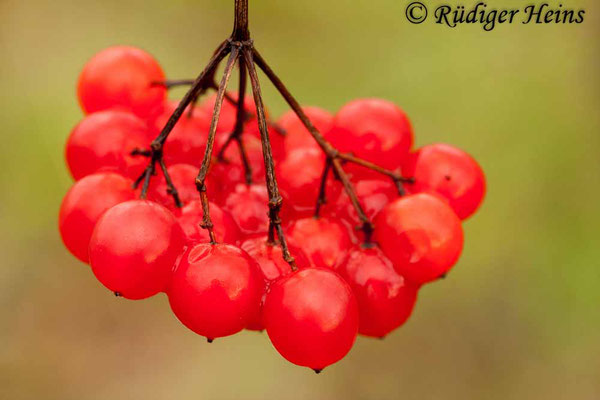 Viburnum opulus (Gemeiner Schneeball), 10.1.2016