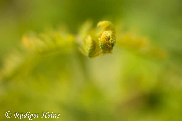Osmunda regalis (Königsfarn), 22.6.2020