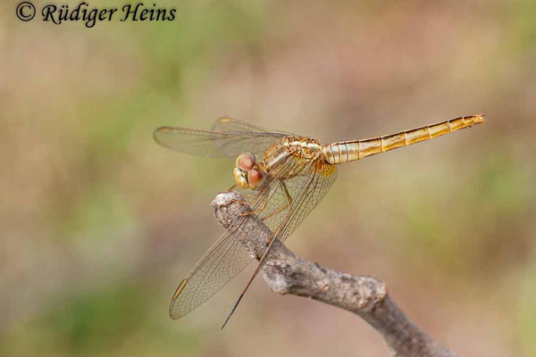 Crocothemis servilia Weibchen