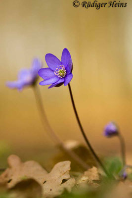Hepatica nobilis (Leberblümchen)