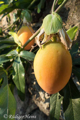 Solanum betaceum (Tamarillo), 11.7.2022