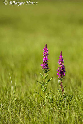 Lythrum salicaria (Gewöhnlicher Blutweiderich), 17.8.2016