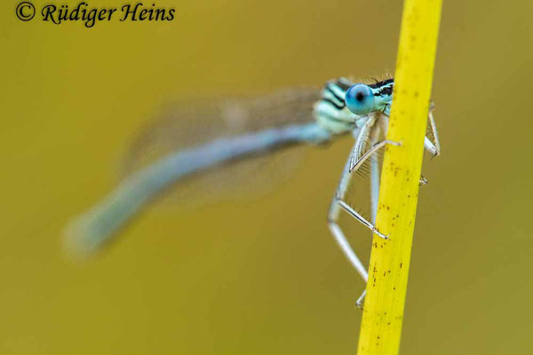 Blaue Federlibelle (Platycnemis pennipes) Männchen, 9.8.2023 - Makroobjektiv 180mm f/3.5