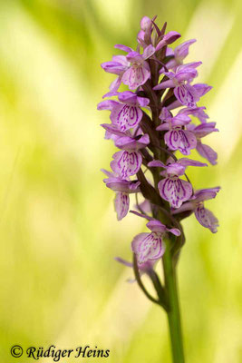 Dactylorhiza praetermissa (Übersehene Fingerwurz), 28.6.2016