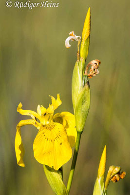 Iris pseudacorus (Sumpf-Schwertlilie), 26.5.2023