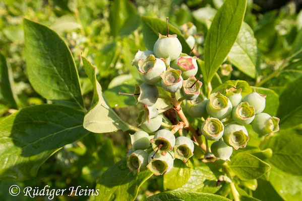 Vaccinium corymbosum, Amerikanische Heidelbeere