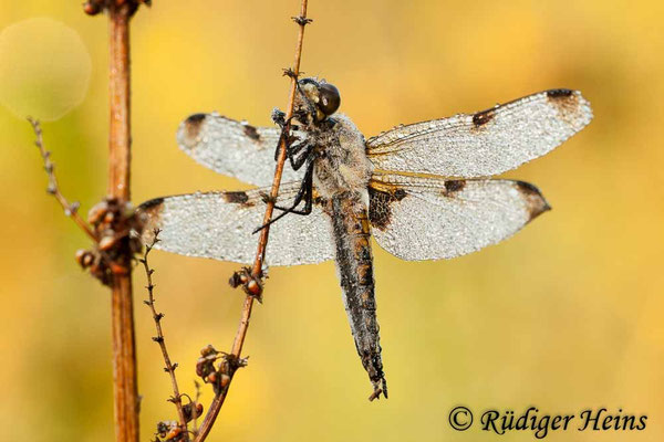 Libellula quadrimaculata, Vierfleck, Weibchen