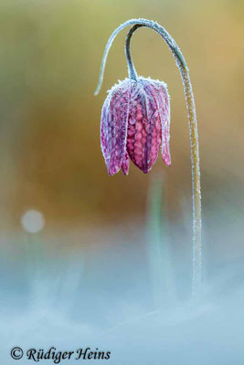 Fritillaria meleagris (Schachblume)