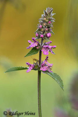 Stachys palustris (Sumpf-Ziest), 28.7.2019