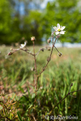 Spergula arvensis (Acker-Spark), 8.5.2020