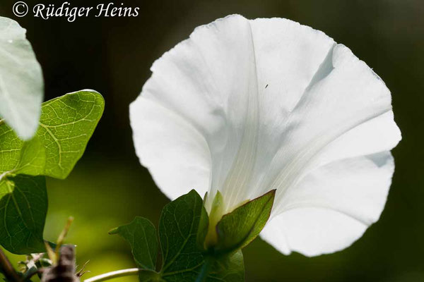 Calystegia sepium (Echte Zaunwinde), 30.7.2007