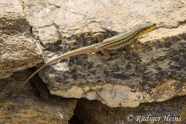 Podarcis erhardii (Kykladen-Mauereidechse), 20.5.2024