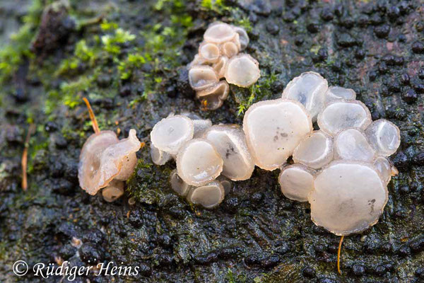 Neobulgaria pura (Bohne-Qualle-Pilz), 20.11.2024