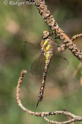 Aeshna mixta, Herbst-Mosaikjungfer, Weibchen