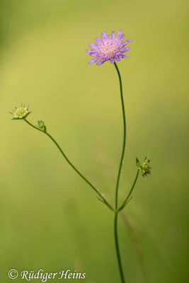 Knautia arvensis, Acker-Witwenblume