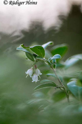Preiselbeere (Vaccinium vitis-idaea) Blüte, 6.10.2022 - Colorplan Dia-Projektionsobjektiv 90mm f/2,5