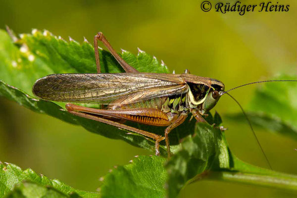 Roeseliana roeselii (Roesels Beißschrecke) makropteres Weibchen, 4.7.2018