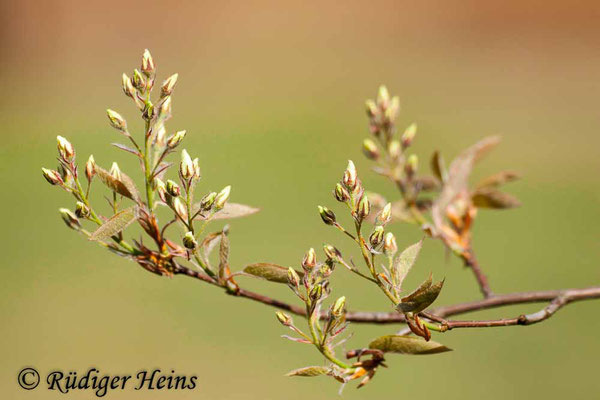 Amelanchier ovalis (Gewöhnliche Felsenbirne), 10.4.2020