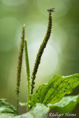 Plantago major (Breitwegerich), 29.7.2023