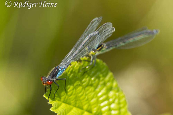 Erythromma najas (Großes Granatauge) Tandem, 5.6.2024