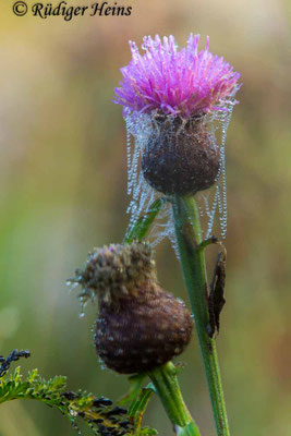 Centaurea nigra (Schwarze Flockenblume), 1.9.2017