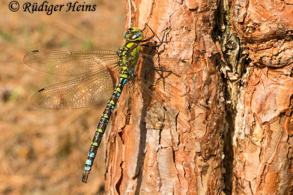Aeshna cyanea, Blaugrüne Mosaikjungfer, Männchen
