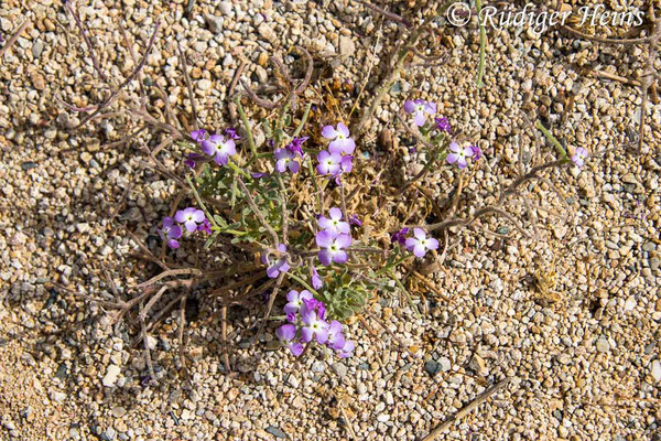 Matthiola tricuspidata (Dreihörnige Levkoje), 19.5.2024