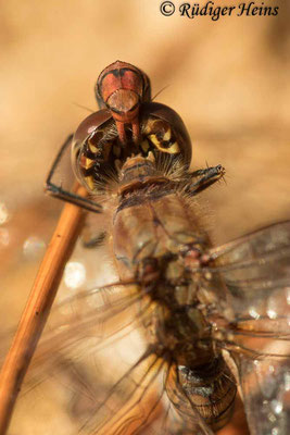 Sympetrum striolatum (Große Heidelibelle) Paarung, 27.11.2020