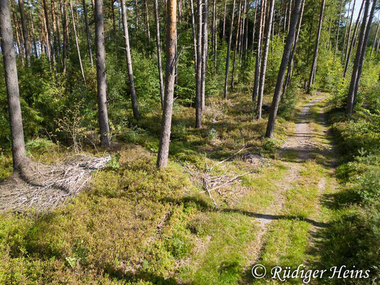 Südexponierter Waldweg, 21.9.2023 - DJI Mini 3 Pro 24mm f/1,7