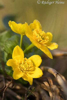 Caltha palustris (Sumpfdotterblume)